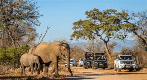 Epic Destinations For Elephant Safaris In Africa 2023