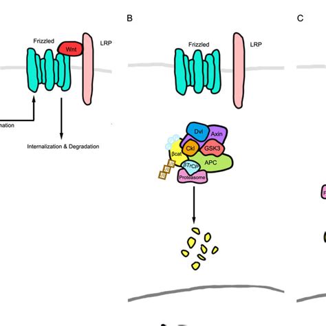 Schematic Of The Wnt Signaling Pathway That Determines Stem Cell Download Scientific Diagram