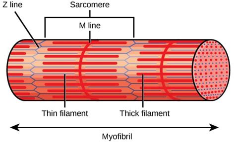Skeletal Muscle Structure Contraction Teachmephysiology