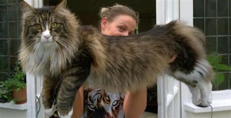 Speaking as someone who grew up around maine coons and other larger cats, american shorthairs blew my mind at how itsy bitsy they were. The Maine Coon Size Compared To a Normal Cat - Maine Coon ...