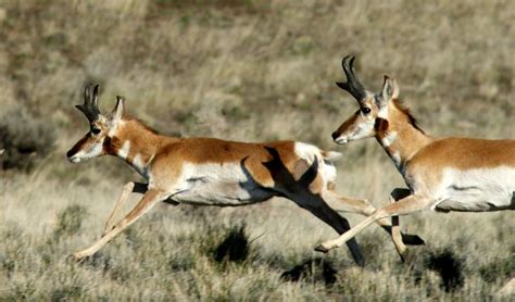 Pronghorn National Geographic Wildlife Photography National