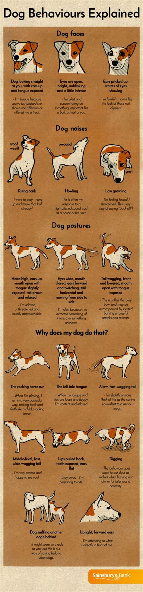 Dog Behaviors Explained