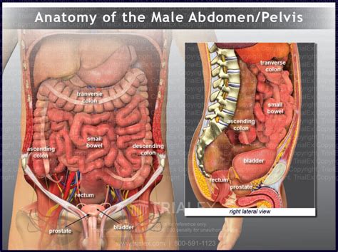 Male Abdomen And Pelvis Anatomy Trial Exhibits Inc
