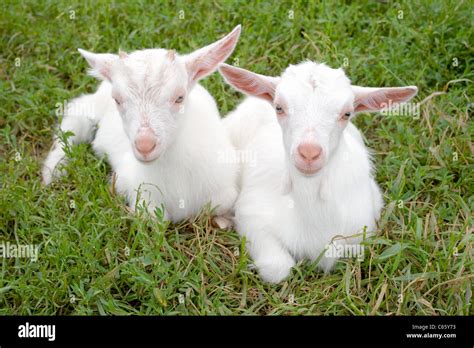Two Young Goats On A Meadow Stock Photo Alamy