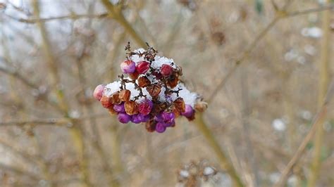 How To Grow Beautyberry Callicarpa For Winter Interest Dengarden