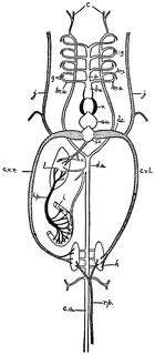 Fish Circulation | ClipArt ETC