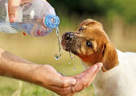 Other precautions to take into account. How To Get The Best Drinking Water For Dogs? - Neat-Pets ( Dogs & Cats )
