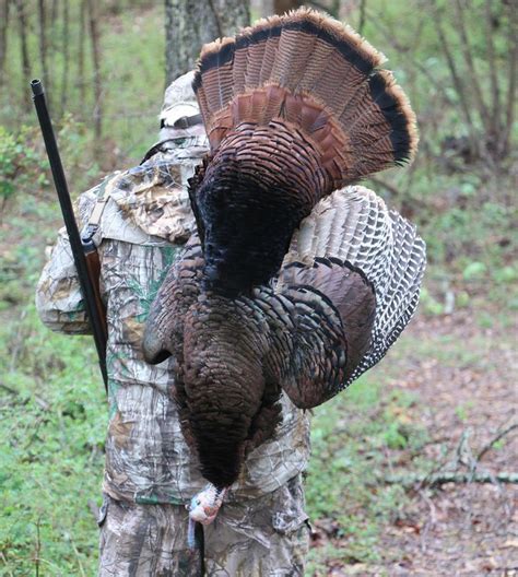 Best States To Hunt Spring Gobblers On Public Land Field Stream