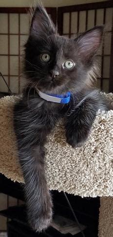 After years of local competitions and adoration, the maine coon cat was chosen as best cat at the first major cat show ever held in the united states. Maine coon kittens for sale in oregon - Oregon Maine Coons