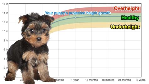 Yorkie Heightgrowth Chart How Tall Will My Yorkie Grow The Goody Pet