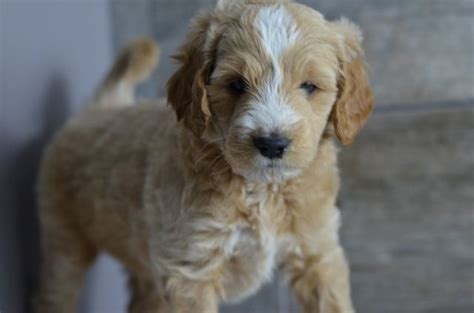 F1 miniature goldendoodles for sale. Iowa Goldendoodle Puppy | Goldendoodle puppy, Goldendoodle ...