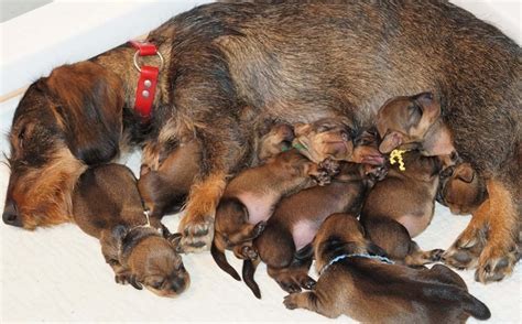 Hanoverian Scenthound Dog Breed Origin Behavior Trainability Facts