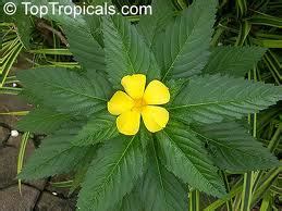 We did not find results for: Tanaman Obat : BUNGA PUKUL DELAPAN | Jumpa Bidan