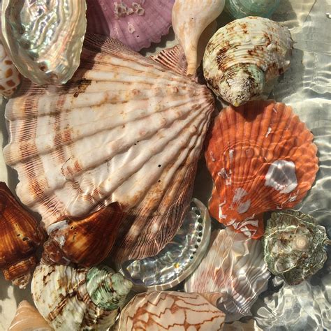 Seashells Shells Water Free Photo On Pixabay Pixabay
