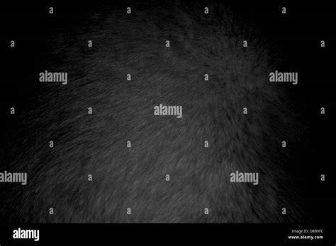 Black Fur Texture Stock Photo Alamy