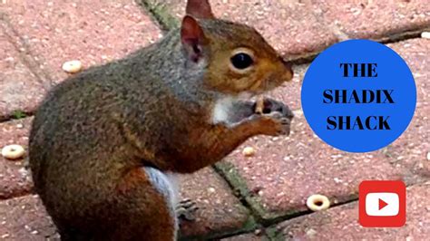 Try Not To Laugh Funniest Squirrels Videos Youtube