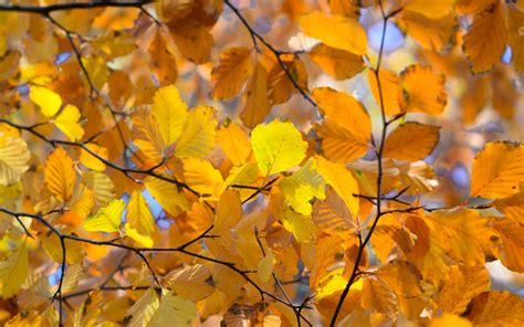Download Wallpaper 3840x2400 Branches Leaves Yellow
