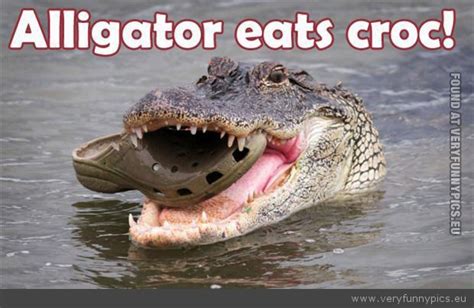 Alligator Eats Croc Very Funny Pics