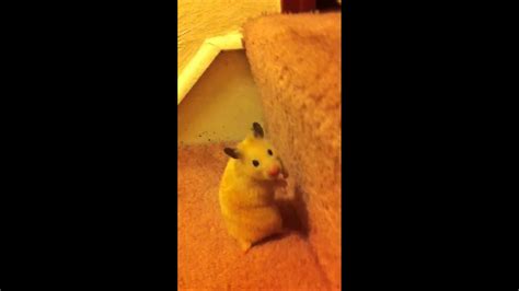 Peaches The Hamster Youtube