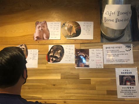 The Cutest Korean Raccoon Café Kkukkune Koreabyme