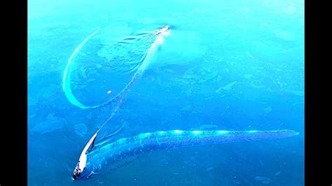 ‘incredibly Rare Oarfish Spotted At Opal Reef Video Stuns People