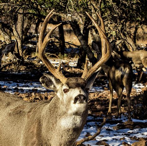 Tall Mule Deer Buck Photograph By Renny Spencer Pixels