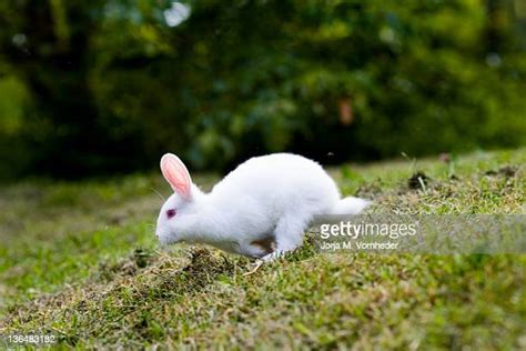 White Rabbit Running Photos And Premium High Res Pictures Getty Images