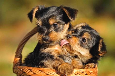 We do not condone any. Furry Babies Has the Cutest Yorkie Puppies for Sale ...