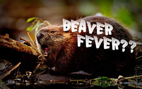 Beaver Fever A Dangerous Disease To Avoid At All Costs Page 2 Of 3