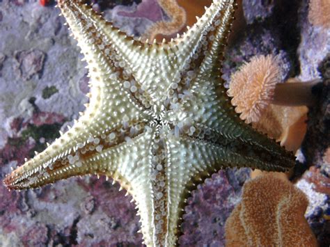 Free Images Star Macro Close Fauna Starfish Sea Animal Coral