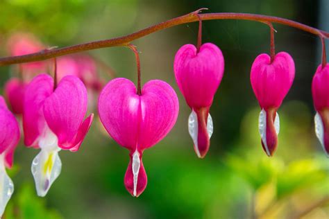 Top Five Romantic Plants For Valentines Day
