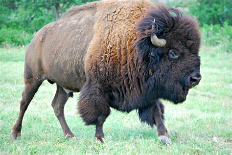 Bison Buffalo Male · Free Photo On Pixabay