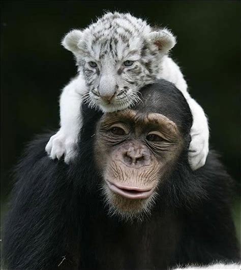 16 More Unlikely Animal Friends 111511