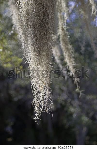 Close View Spanish Moss Hanging Tree Stock Photo 93623776 Shutterstock