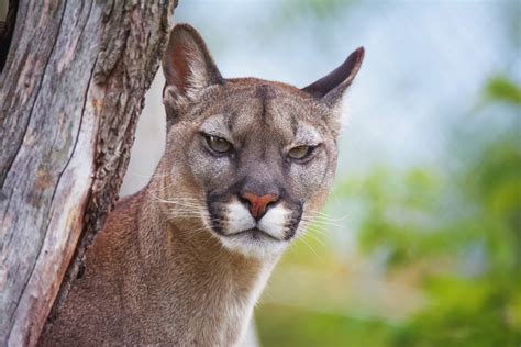 Puma Suçuarana Ou Onça Parda Ecologia Características Fotos