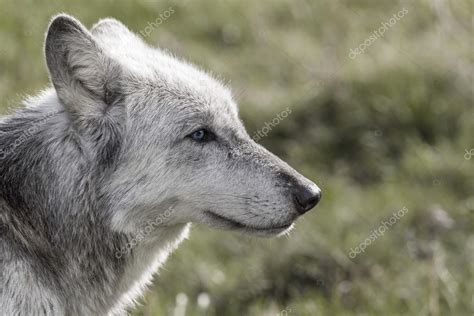 North American Gray Wolf — Stock Photo © Dmbaker 62972965