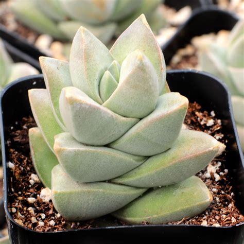 Crassula Moonglow Limited Mountain Crest Gardens
