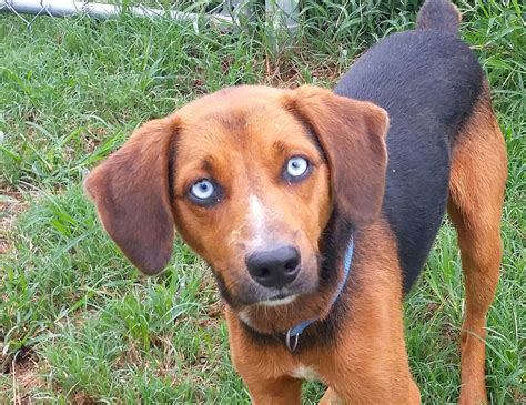 Blue Eyed Beagle Pup Is Our Pet Of The Week From The Texarkana Animal