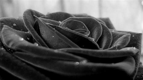 Black Rose Wallpaper ·① Wallpapertag