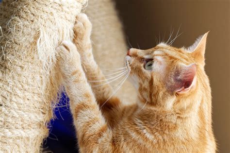 Cat Declawing Pros Cons And Safer Alternatives Readers Digest