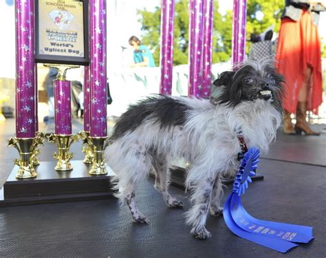 Worlds Ugliest Dog Contest Winner Crowned Orlando Sentinel