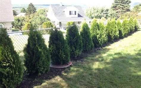 Larger sizes cost more but are still much more economical than a privacy fence. How to plant privacy trees as a hedge | Pretty Purple Door