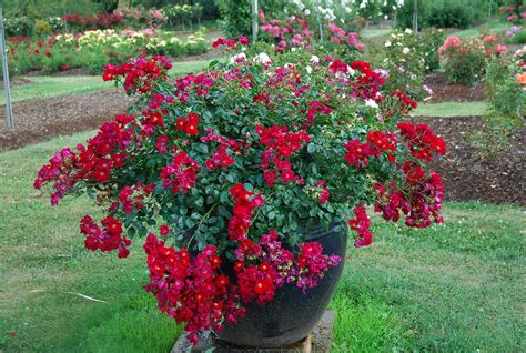 We did not find results for: Flower Carpet Red rose | Flower Carpet is the ideal plant ...