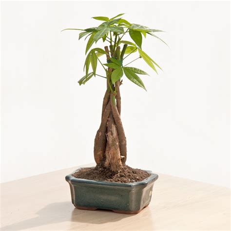 Money Tree Small Indoor And Office Plants By Plant Type