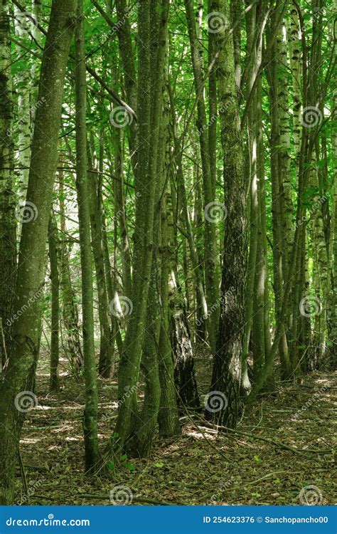 Spring Forest Trees Nature Green Wood Sunlight Backgrounds Stock