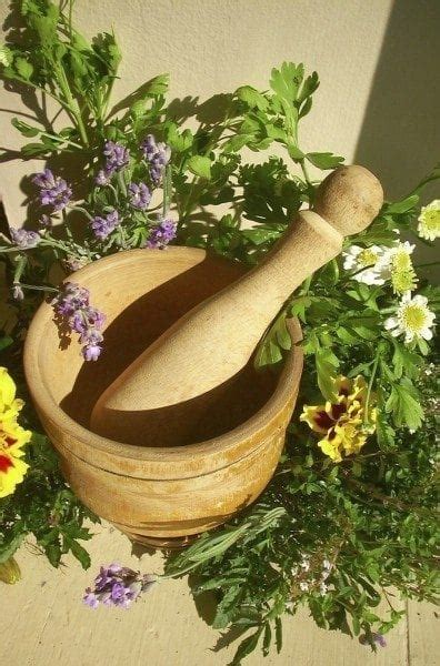 Medicinal Plant Garden Tips On Growing Medicinal Herbs