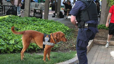 Police Dogs Are Being Trained To Sniff Out Hard Drives The Verge