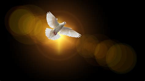 Dove Faith 4k 5k Wallpapers Hd Wallpapers Id 29973