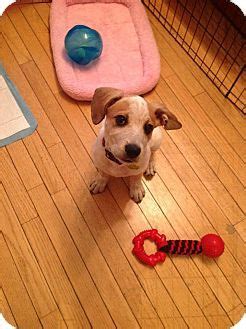 Verona Nj Hound Unknown Type Mix Meet Dean A Puppy For Adoption