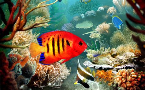 Bright Fish Tropical Fish Pictures Tropical Fish Animals